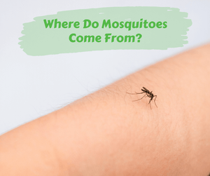 Where Do Mosquitoes Come From?