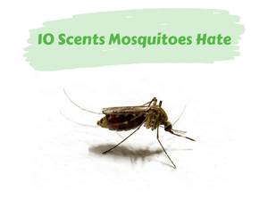 10 Scents Mosquitoes Hate