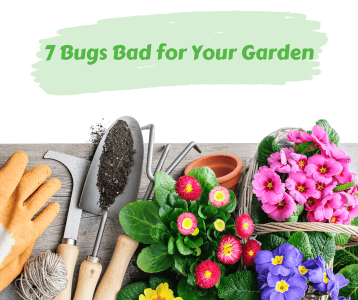 7 Bugs Bad for Your Garden