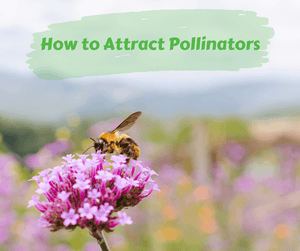 How to Attract Pollinators