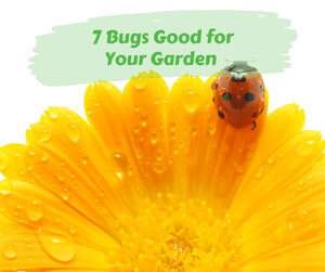 7 Bugs Good for Your Garden