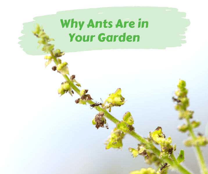 Why Ants Are in Your Garden