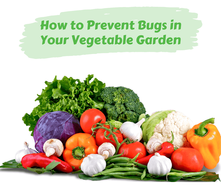 How to Prevent Bugs in Your Vegetable Garden