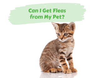 Can I Get Fleas from My Pet? Gray and brown kitten. White background.