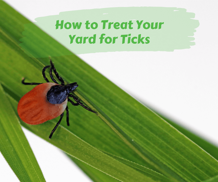 How to Treat Your Yard for Ticks