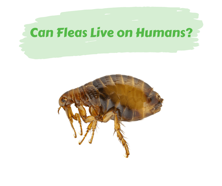 Can Fleas Live on Humans?