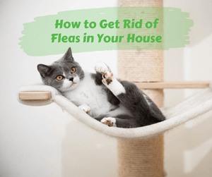 How to Get Rid of Fleas in Your House