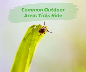 Common Outdoor Areas Ticks Hide