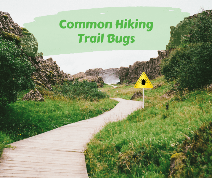 Common Hiking Trail Bugs