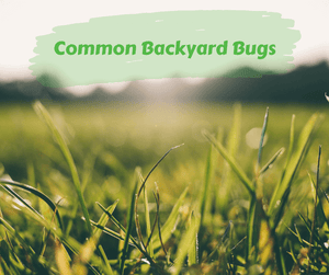 Common Backyard Bugs