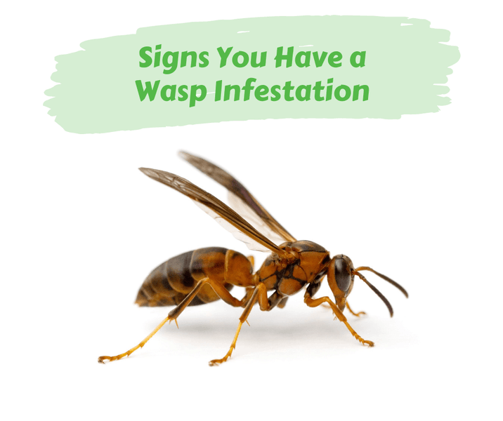 Signs You Have a Wasp Infestation