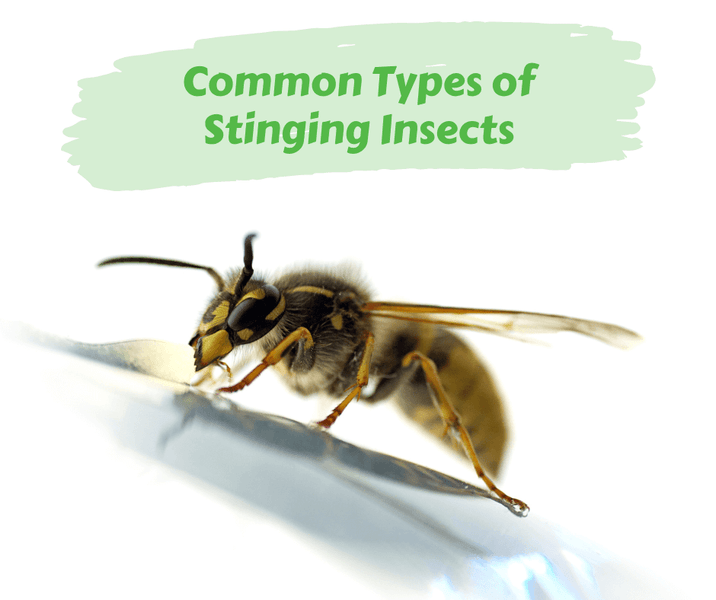 Common Types of Stinging Insects