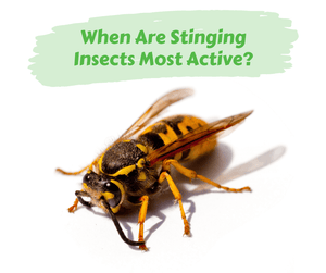 When Are Stinging Insects Most Active? Close up of wasp and shadow. White background.