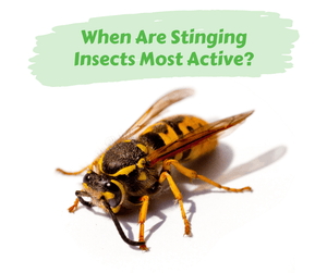 When Are Stinging Insects Most Active?