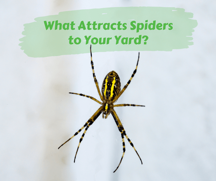What Attracts Spiders to Your Yard?