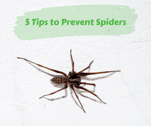 5 Tips to Prevent Spiders