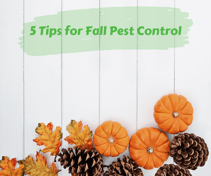 5 Tips for Fall Pest Control