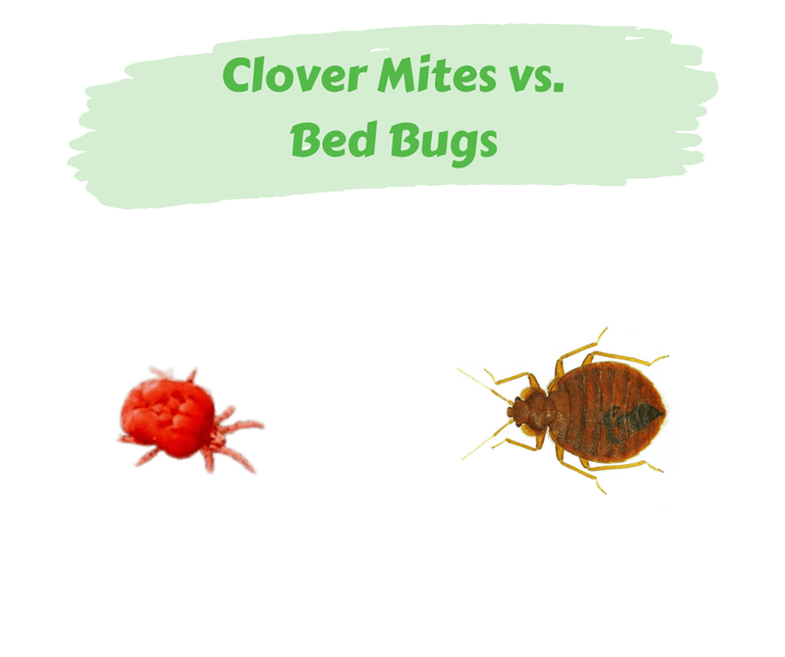 Clover Mites vs. Bed Bugs
