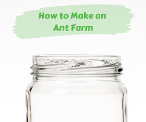 How to Make an Ant Farm. Glass mason jar on a white background.