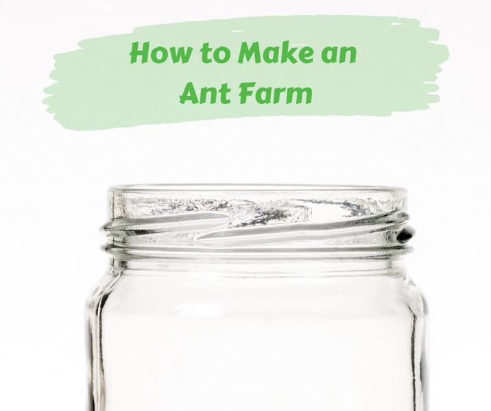 How to Make an Ant Farm