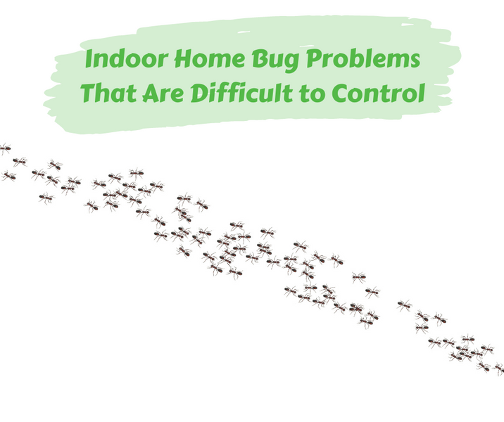 Indoor Home Bug Problems That Are Difficult to Control