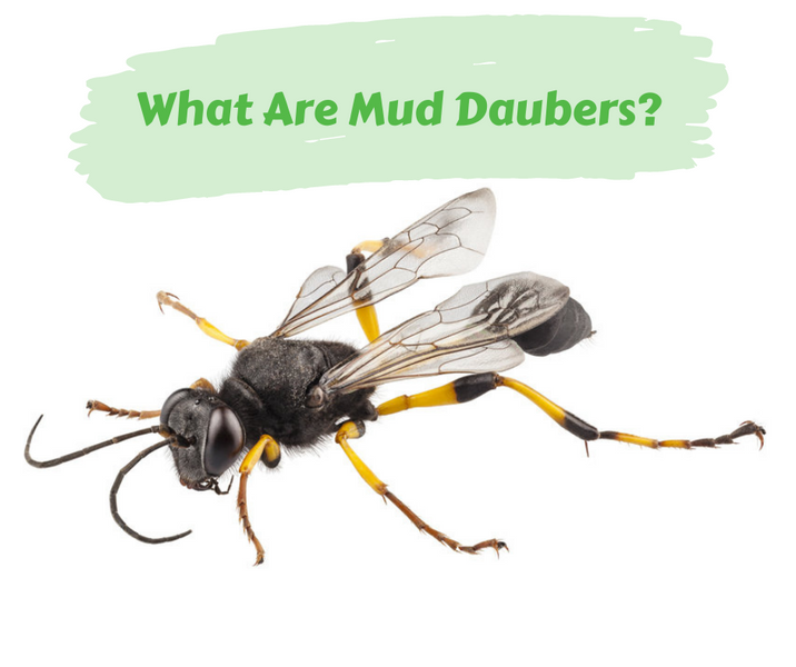 What Are Mud Daubers?