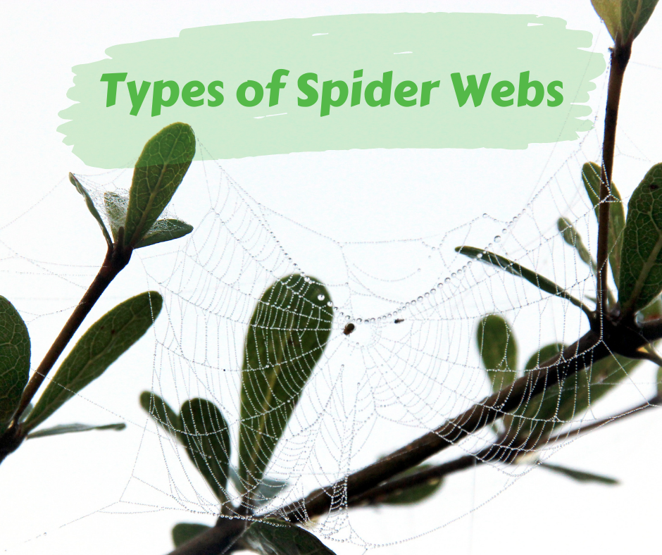 Types of Spider Webs – Maggie's Farm Ltd