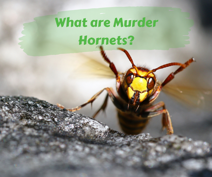 What are Murder Hornets?