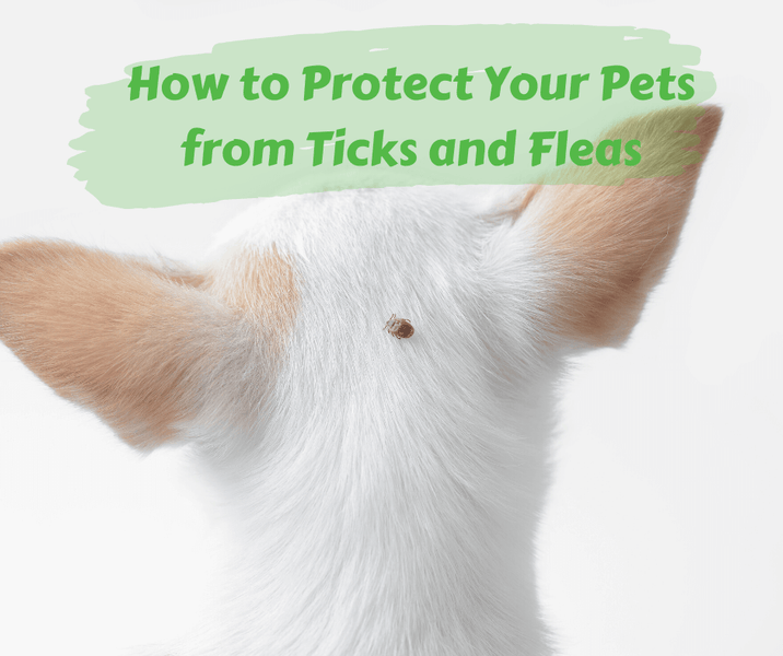 How to Protect Your Pets from Ticks and Fleas