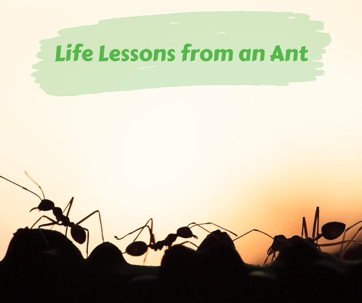 Life Lessons from an Ant