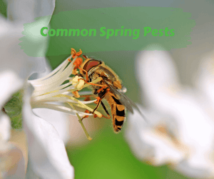 Common Spring Pests
