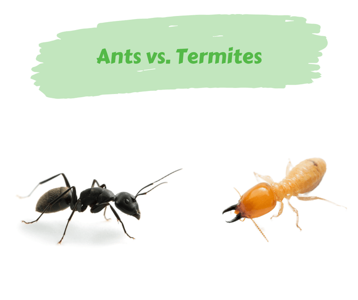 Ants vs. Termites