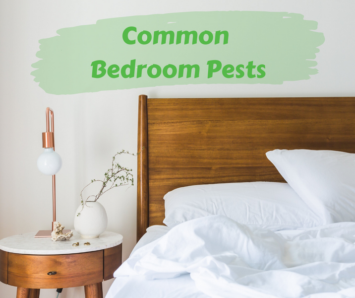 Common Bedroom Pests