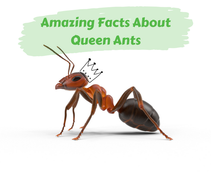 Amazing Facts About Queen Ants