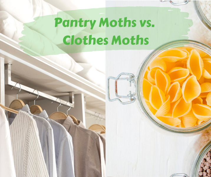 Clothes Moths vs. Pantry Moths