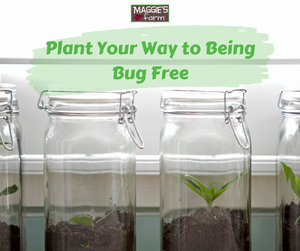 Plant Your Way to Being Bug Free