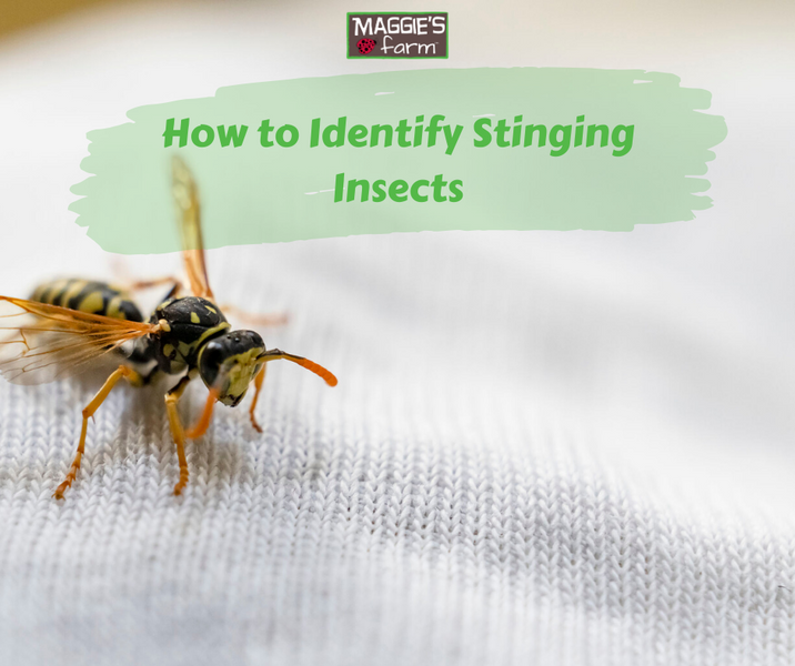 How to Identify Stinging Insects
