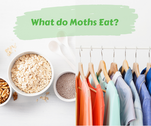 What do Moths Eat? (And How to Get Rid of Moths)