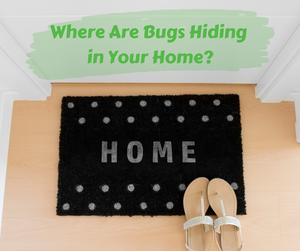 Where Are Bugs Hiding in Your Home?