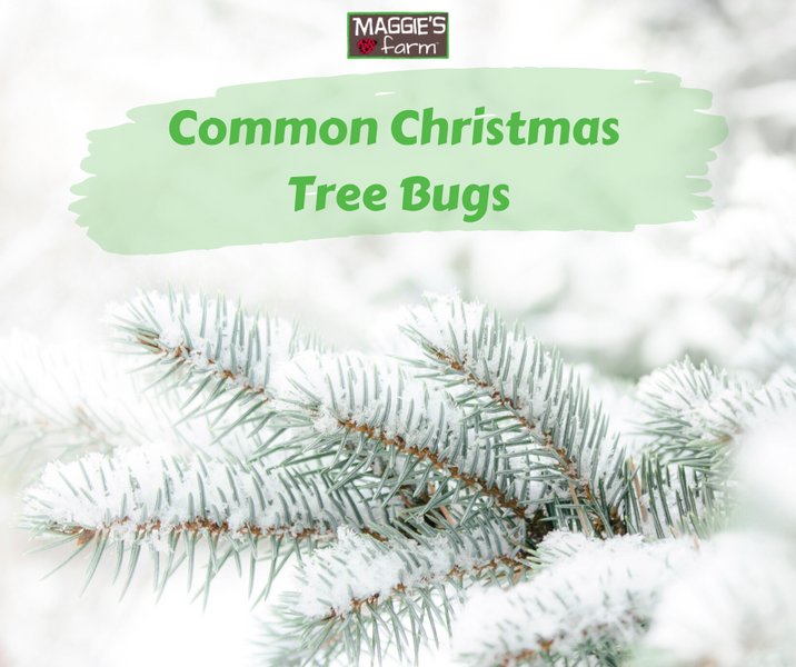 Common Christmas Tree Bugs & How to Prevent Them