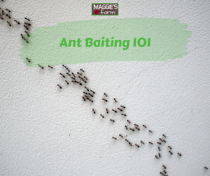 Ant Baiting 101