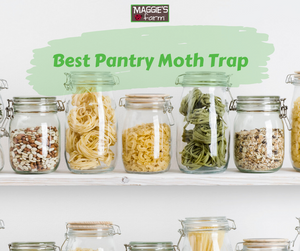 Best Pantry Moth Trap: What Should I Look For?
