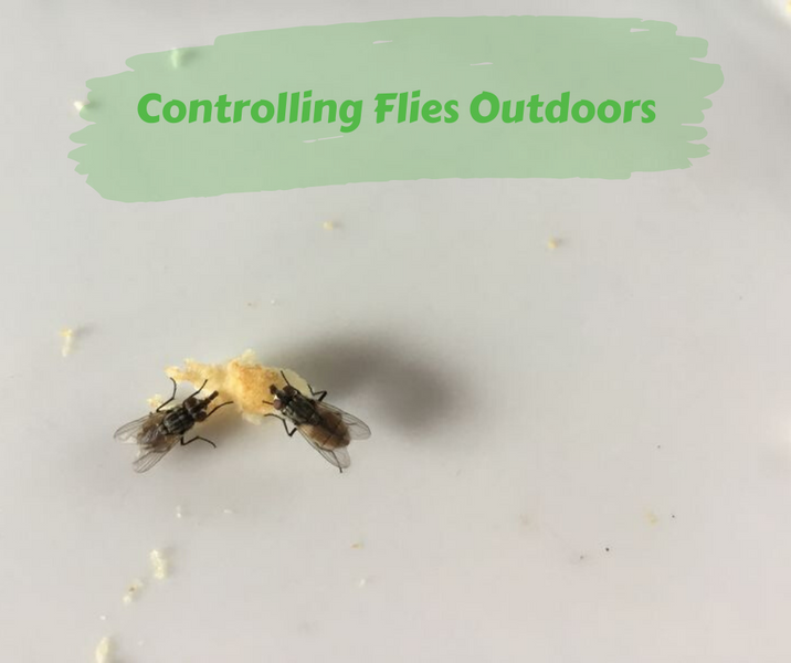 Controlling Flies Outdoors