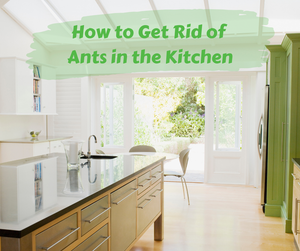 How to Get Rid of Ants in the Kitchen. Kitchen island with table in background.