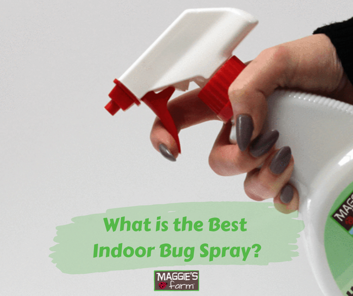 What is the Best Indoor Bug Spray?