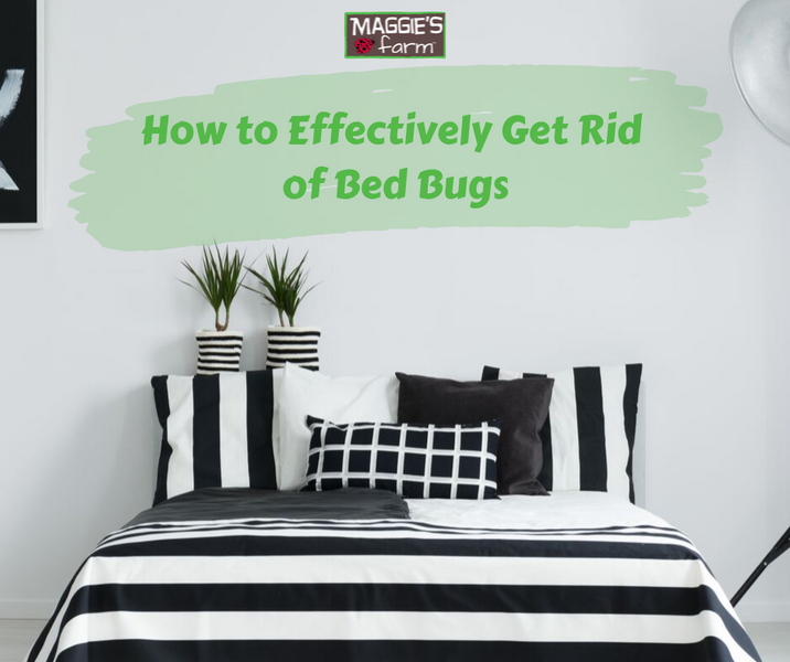 How to Get Rid of Bed Bugs