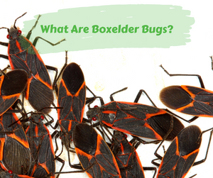 What Are Boxelder Bugs?
