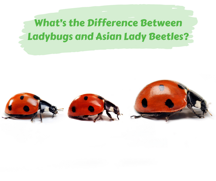 What’s the Difference Between Ladybugs and Asian Lady Beetles?