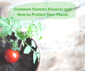 Common Tomato Diseases and How to Protect Your Plants
