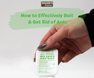 How to Effectively Bait and Get Rid of Ants
